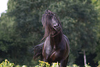 Frisian Horse