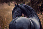 Friesian stallion