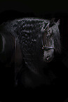 Friesian Horse Portrait