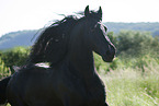 Friesian horse portrait