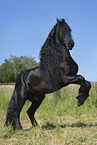 rising Friesian horse