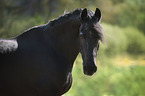 Friesian horse portrait