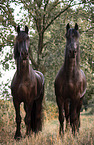 Frisian Horses