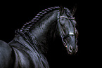 Friesian stallion