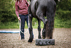 Friesian at training