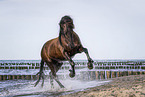 Frisian Horse at the beach