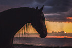 Frisian Horse at the beach