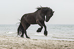 Frisian Horse at the beach