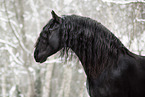 Frisian horse