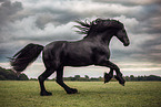 Frisian horse