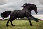 Frisian horse