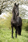 Frisian mare