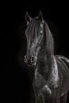 Frisian gelding