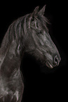 Frisian mare