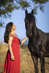 Frisian gelding