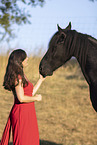 Frisian gelding