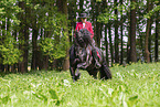 woman with Friesian horse