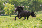 Friesian in summer