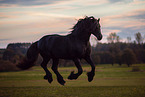 Friesian stallion