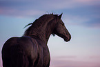 Friesian stallion