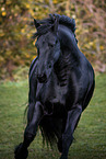 Friesian stallion