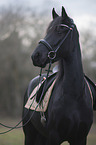 Frisian Portrait