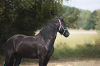 Frisian Portrait