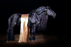 Friesian horse in studio