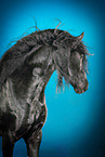 Friesian horse in studio