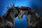 2 Friesian horses in studio