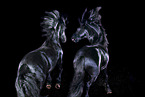 2 Friesian horses in studio