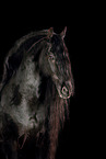 Friesian horse in studio