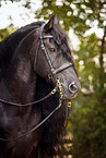 Friesian horse portrait