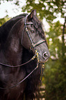 Friesian horse portrait