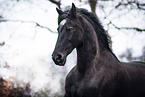 Frisian Horse