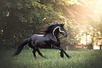 Frisian horse