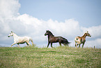 Frisian Horse