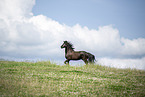 Frisian Horse