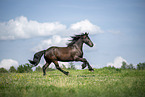 Frisian Horse