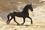 Frisian Horse