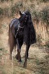 Frisian horse