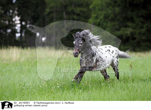 galloping erman classic pony / JH-16591