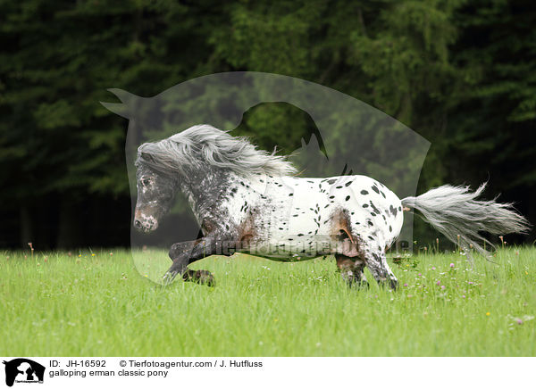 galloping erman classic pony / JH-16592