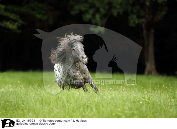 galloping erman classic pony / JH-16593
