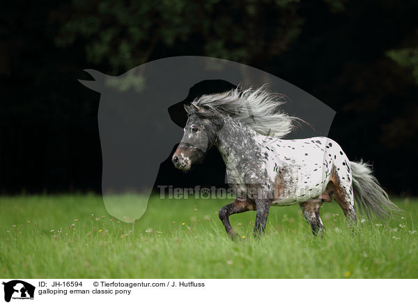 galloping erman classic pony / JH-16594