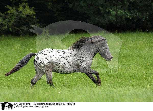 galloping erman classic pony / JH-16596