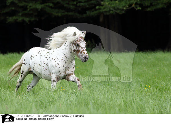 galloping erman classic pony / JH-16597