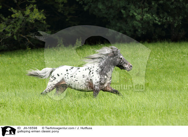 galloping erman classic pony / JH-16598