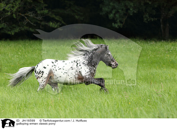 galoppierendes Deutsches Classic-Pony / galloping erman classic pony / JH-16599