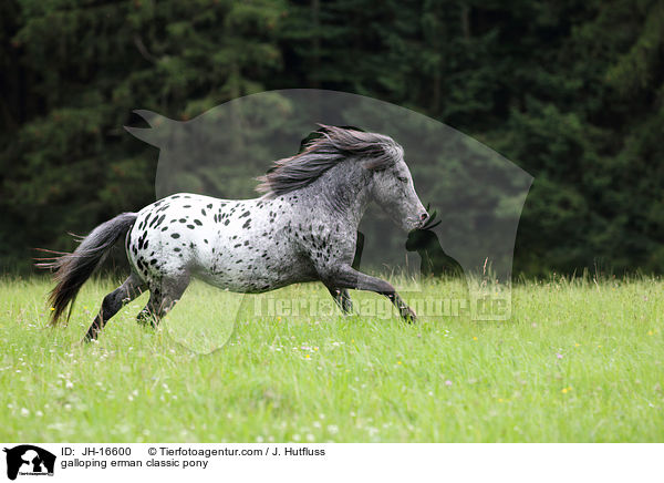 galloping erman classic pony / JH-16600